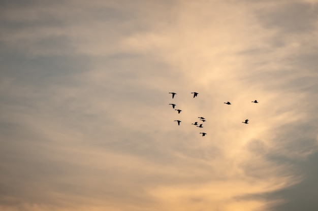 Ansicht eines Vogelschwarms, der während des Sonnenuntergangs in einen schönen Himmel fliegt