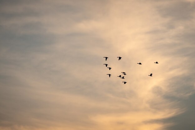 Ansicht eines Vogelschwarms, der während des Sonnenuntergangs in einen schönen Himmel fliegt