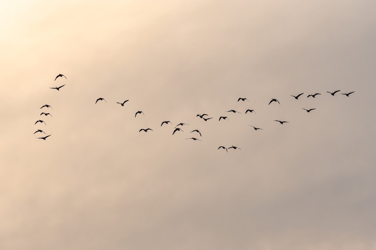 Kostenlose Foto ansicht eines vogelschwarms, der während des sonnenuntergangs in einen schönen himmel fliegt