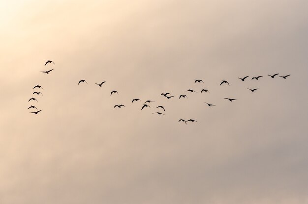 Ansicht eines Vogelschwarms, der während des Sonnenuntergangs in einen schönen Himmel fliegt