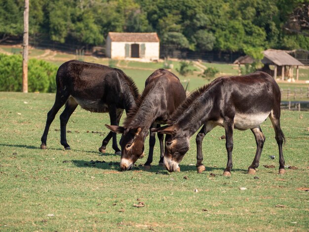 Ansicht von drei Ponys, die auf einem Feld in einem Bauernhof weiden lassen