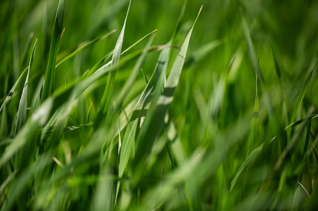 Ansicht von natürlichen unscharfen Blumen