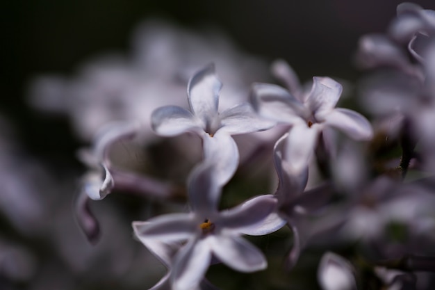 Ansicht von natürlichen unscharfen Blumen