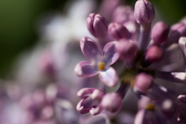 Ansicht von natürlichen unscharfen Blumen