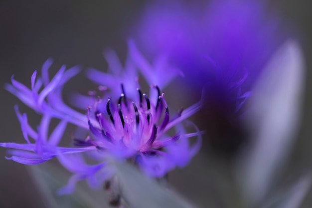 Ansicht von schönen unscharfen Blumen