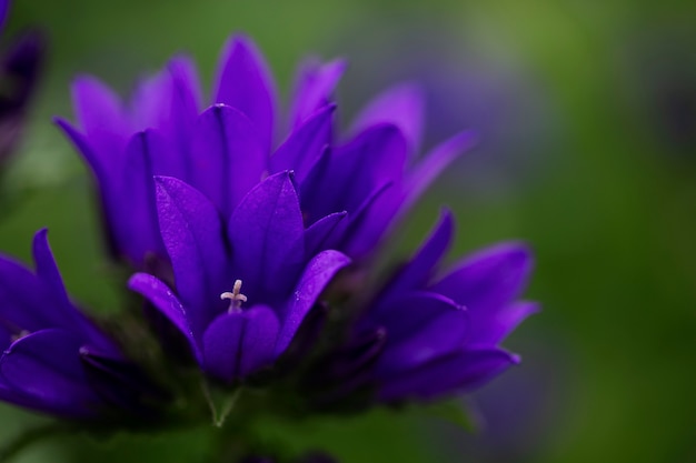 Ansicht von schönen unscharfen Blumen