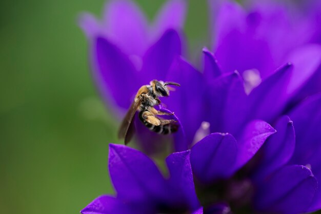 Ansicht von schönen unscharfen Blumen