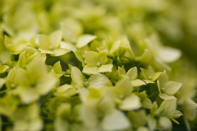 Ansicht von schönen unscharfen Blumen