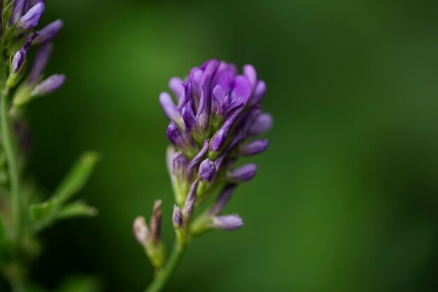 Ansicht von schönen unscharfen Blumen