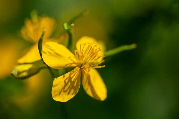 Ansicht von schönen unscharfen Blumen