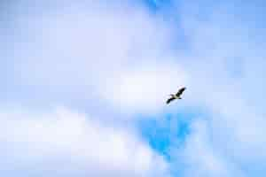 Kostenloses Foto ansicht von unten ansicht einer möwe, die im bewölkten himmel fliegt