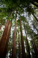 Kostenloses Foto ansicht von unten große bäume aus einem wald