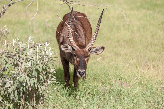 Antilope auf einem Hintergrund des grünen Grases