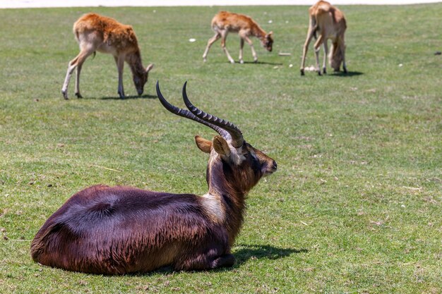 Antilope, die auf einem von grünem Gras liegt