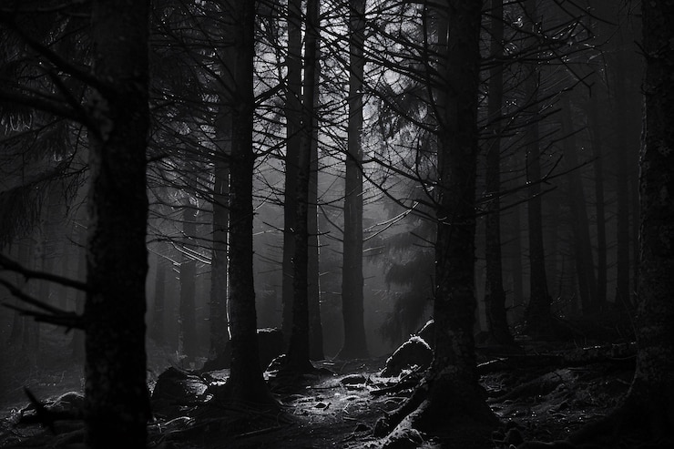 Kostenlose Foto aokigahara wald dunkler stil