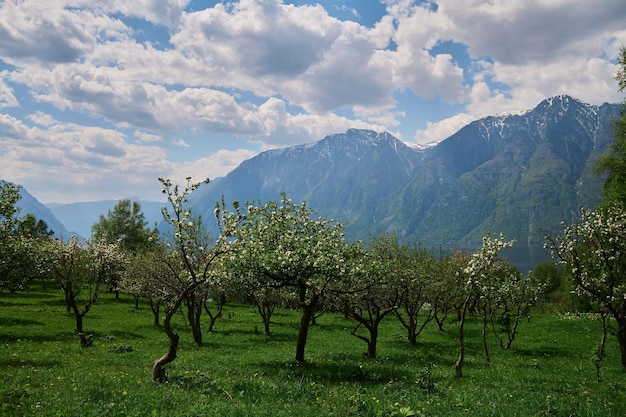 Apfelbäume eine reihe von apfelbäumen mit reifenden äpfeln Premium Fotos