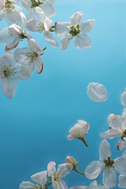 Aprikosenblütenblume im Himmel