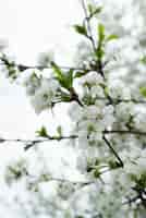 Kostenloses Foto aprikosenblütenblume im himmel