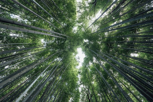 Arashiyama-Bambushainwald in Japan