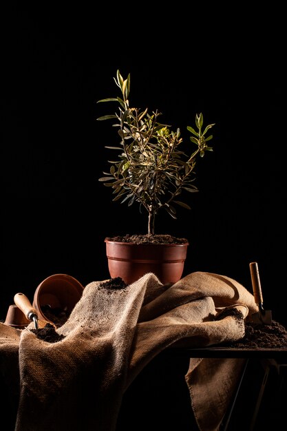 Arbor Day Feier mit eingemachtem Baum auf dem Tisch