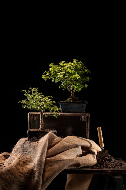 Kostenloses Foto arbor day feier mit topfbäumen