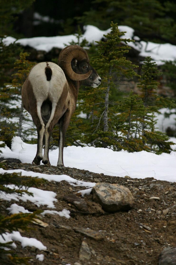 Kostenlose Foto argali bergschafe im jasper nationalpark, kanada