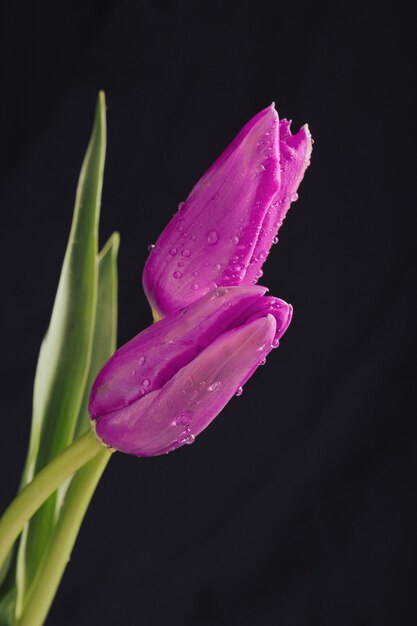 Aromatische purpurrote Blumen mit grünen Blättern im Tau