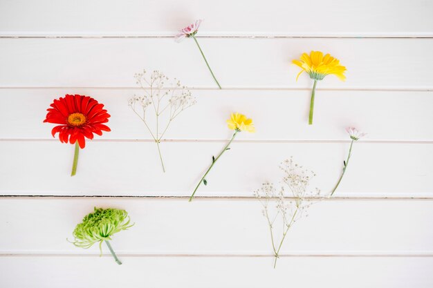 Arranged floral Zweige auf weißem