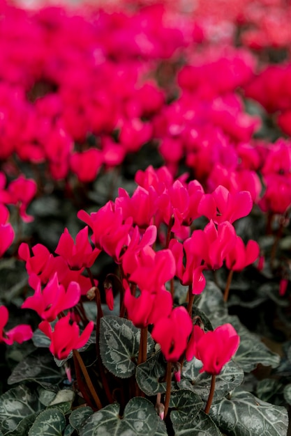 Arrangement mit schönen roten Blumen