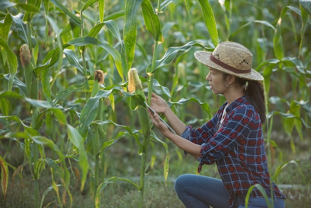 Asiatische Bäuerin mit digitaler Tablette im Maisfeld, schöner Morgensonnenaufgang über dem Maisfeld. grünes Maisfeld im landwirtschaftlichen Garten und Licht scheint Sonnenuntergang am Abend Berghintergrund