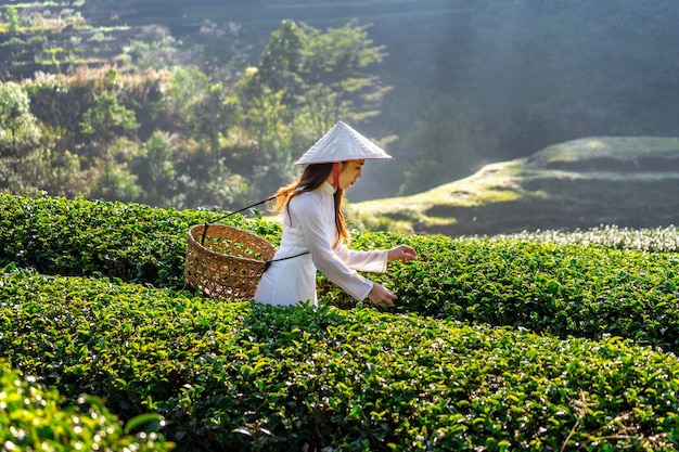 Asiatische Frau, die Vietnamkultur traditionell im grünen Teefeld trägt.