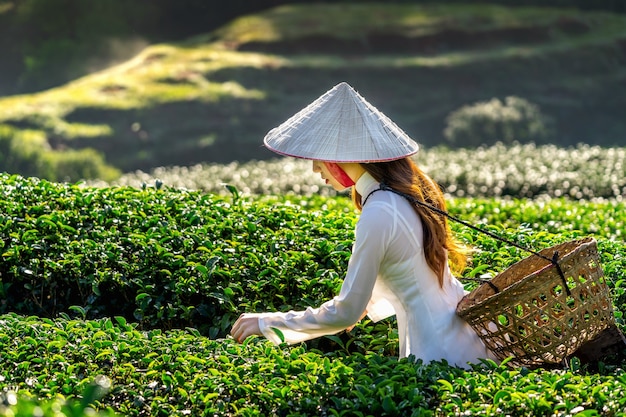 Asiatische Frau, die Vietnamkultur traditionell im grünen Teefeld trägt.