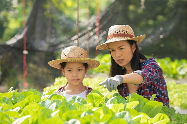 Asiatische Mutter und Tochter helfen zusammen, das frische hydroponische Gemüse auf dem Bauernhof, Konzeptgartenbau und Kindererziehung des landwirtschaftlichen Haushalts im Familienlebensstil zu sammeln.