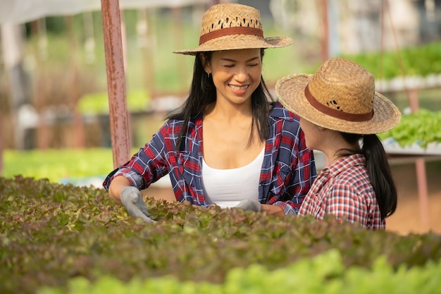 Asiatische Mutter und Tochter helfen zusammen, das frische hydroponische Gemüse auf dem Bauernhof, Konzeptgartenbau und Kindererziehung des landwirtschaftlichen Haushalts im Familienlebensstil zu sammeln.