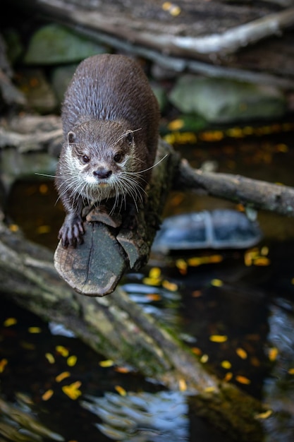 Asiatischer Kleinkrallenotter im Naturlebensraum Otter im Zoo während der Mittagspause Wilde Szene mit gefangenen Tieren Erstaunliche und verspielte Tiere Aonyx cinereus