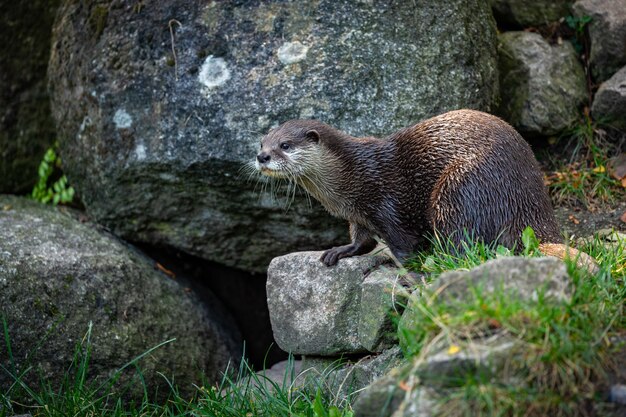 Asiatischer Kleinkrallenotter im Naturlebensraum Otter im Zoo während der Mittagspause Wilde Szene mit gefangenen Tieren Erstaunliche und verspielte Tiere Aonyx cinereus