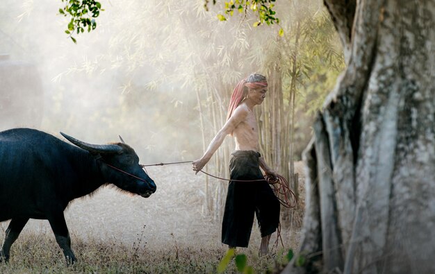 Asiatischer Senior-Bauer ohne Hemd und Turban im Lendenschurz führt einen Büffel nach Hause, nachdem er in der Landwirtschaft gearbeitet hat, Rauch im Hintergrund und Kopierraum, ländliche Landschaft in Thailand