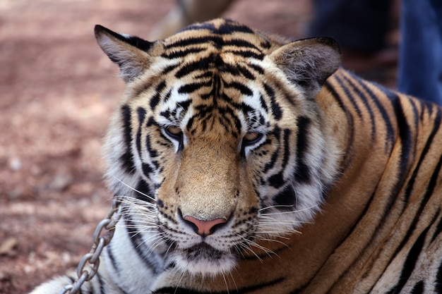 Kostenloses Foto asiatischer tiger nah oben