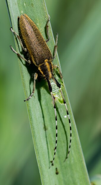 Asphodel Long Horned Beetle, Agapanthia asphodeli, ruht auf einem Blatt.