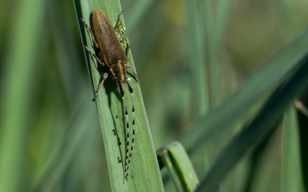 Asphodel Long Horned Beetle, Agapanthia asphodeli, ruht auf einem Blatt.