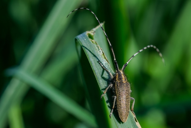 Kostenloses Foto asphodel long horned beetle, agapanthia asphodeli, ruht auf einem blatt.