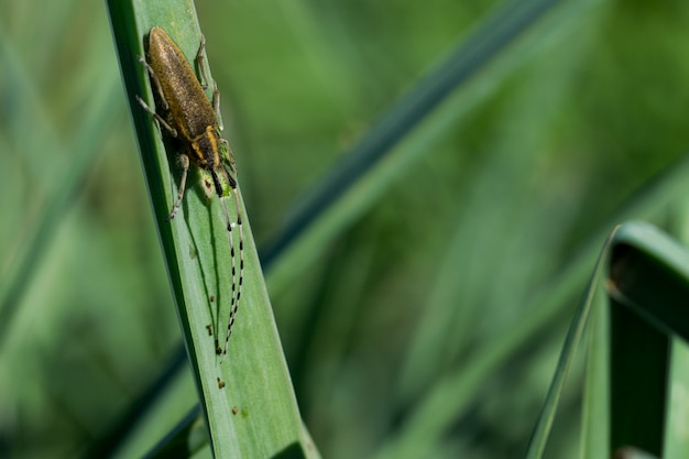 Asphodel Long Horned Beetle, Agapanthia asphodeli, ruht auf einem Blatt.