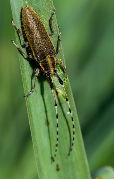 Asphodel Long Horned Beetle, Agapanthia asphodeli, ruht auf einem Blatt.