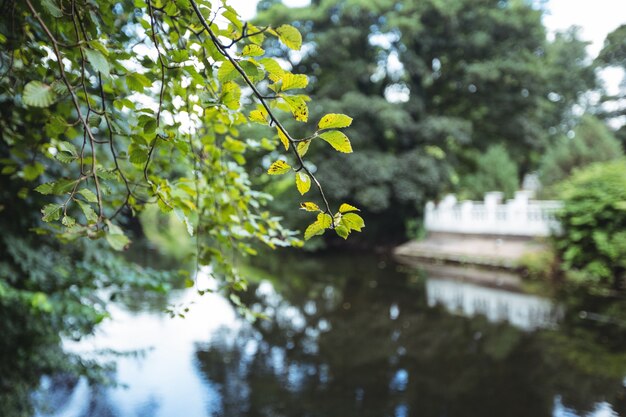 Ast eines Baumes gegen einen Fluss