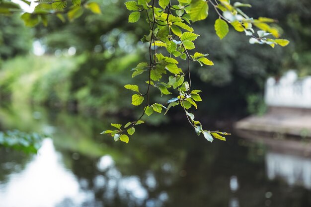 Ast eines Baumes gegen einen Fluss