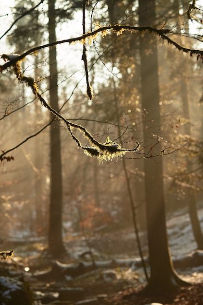 Ast in einem Wald umgeben von viel Grün bedeckt mit dem Schnee unter Sonnenlicht