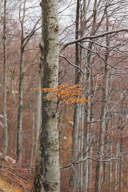 Ast mit Blättern in einem Wald während des Herbstes auf dem Berg