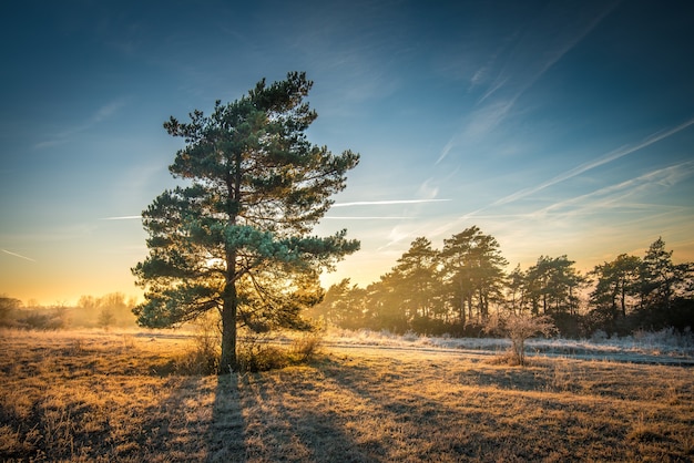 Kostenloses Foto atemberaubende ansicht eines baumes auf einem feld mit einer baumgrenze im hintergrund unter dem schönen himmel