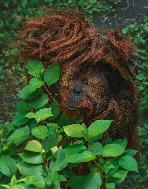 Atemberaubende Aufnahme eines entzückenden Orang-Utans, der sich in Zweigen versteckt