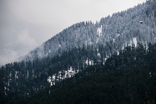 Atemberaubende Aufnahme eines verschneiten Berghangs, der vollständig mit Bäumen bedeckt ist